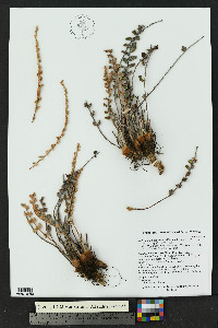 Astrolepis integerrima image