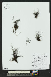 Argyrochosma microphylla image