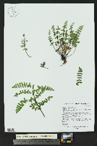 Pellaea truncata image