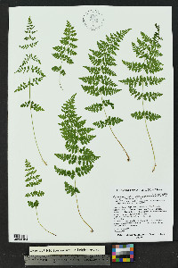 Cystopteris fragilis subsp. tenuifolia image