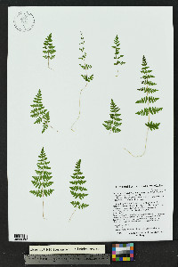 Cystopteris fragilis subsp. tenuifolia image