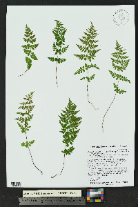 Cystopteris fragilis subsp. tenuifolia image