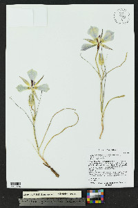 Calochortus ambiguus image
