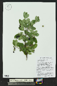 Garrya goldmanii image