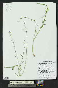 Hesperidanthus linearifolius image