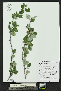 Cercocarpus montanus image
