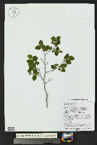 Ostrya knowltonii image