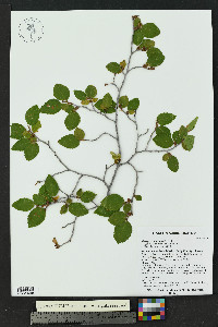 Ostrya knowltonii image