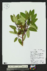Arbutus xalapensis image