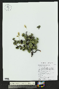 Petrophytum caespitosum image