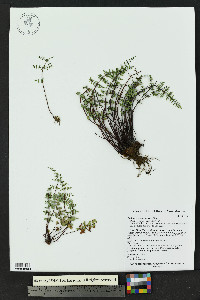 Pellaea truncata image