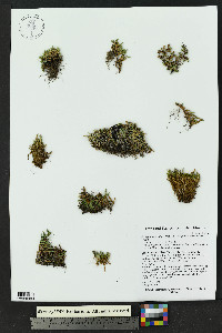 Selaginella scopulorum image