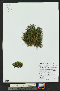 Selaginella underwoodii image