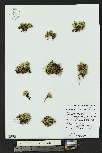 Selaginella scopulorum image
