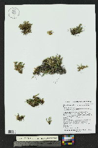 Selaginella scopulorum image