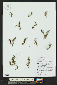 Selaginella scopulorum image