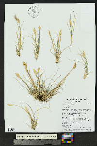 Danthonia intermedia image