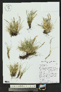 Festuca minutiflora image