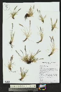Festuca minutiflora image