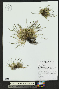 Festuca minutiflora image