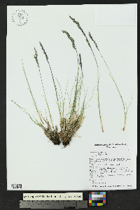 Festuca idahoensis image