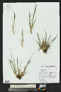 Agrostis variabilis image