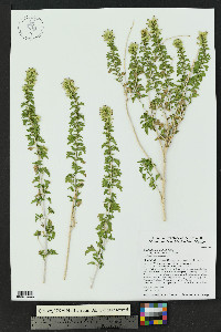 Brickellia laciniata image