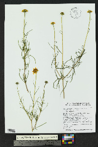 Sidneya tenuifolia image