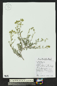 Parthenium incanum image