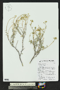 Parthenium incanum image
