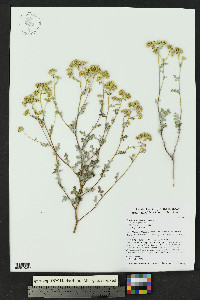 Parthenium incanum image