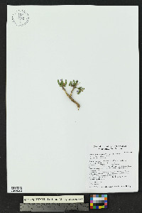 Hebecarpa macradenia image