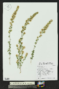 Brickellia laciniata image