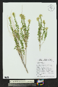 Brickellia laciniata image