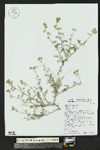 Parthenium incanum image
