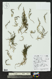 Selaginella underwoodii image