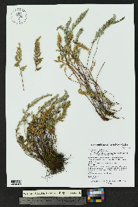 Myriopteris rufa image