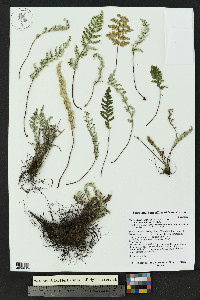 Myriopteris lindheimeri image