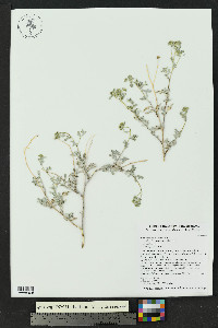 Parthenium incanum image
