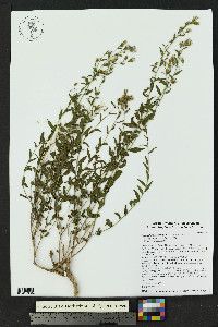 Brickellia brachyphylla image