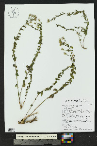 Brickellia brachyphylla image