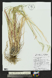 Bothriochloa laguroides image