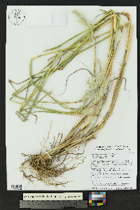 Bothriochloa barbinodis image