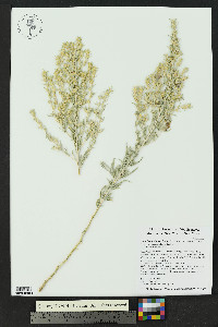 Krascheninnikovia lanata image