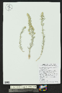 Krascheninnikovia lanata image