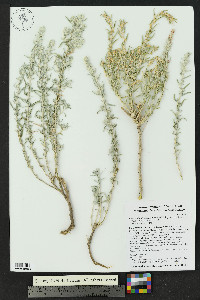 Krascheninnikovia lanata image