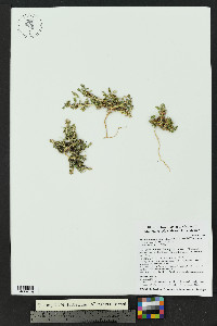 Amaranthus crassipes image