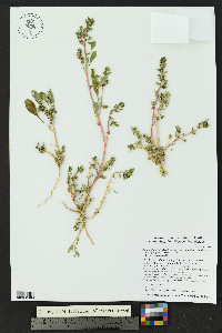 Amaranthus crassipes image