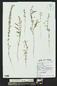 Amaranthus torreyi image