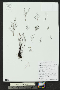 Argyrochosma microphylla image